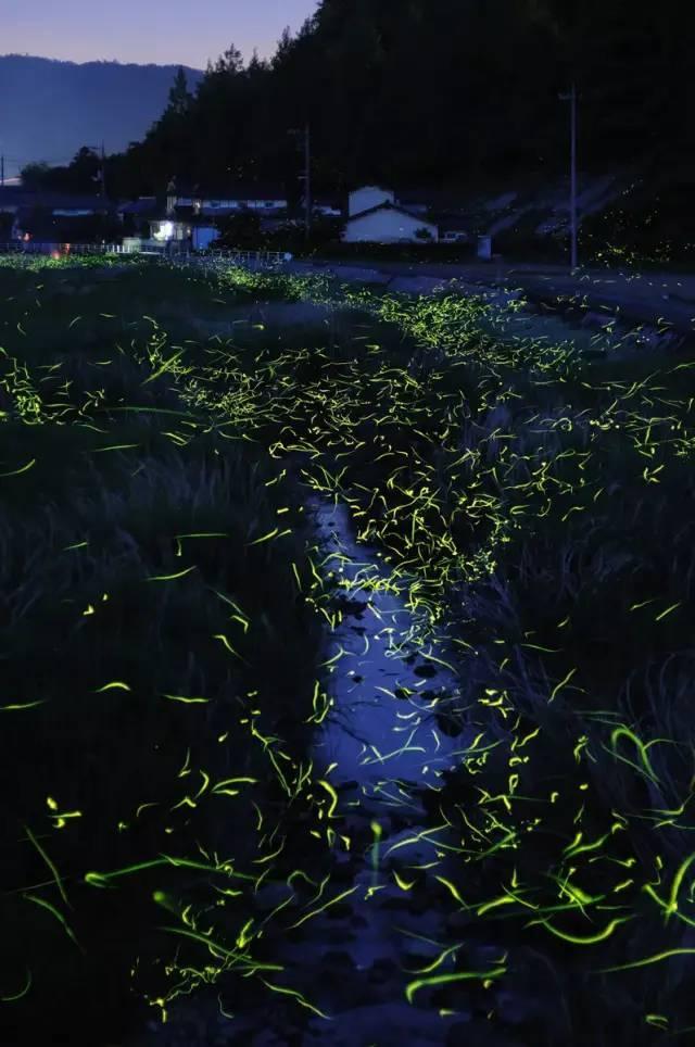海南琼中茶园探秘，绿意盎然且茶香四溢